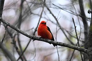 Tanager, Scarlet, 2025-05037170 Parker River NWR, MA